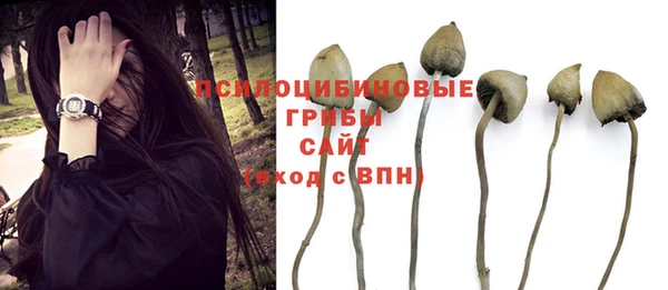 гашик Богданович